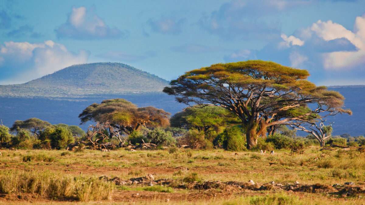 Beautiful East African safari landscape