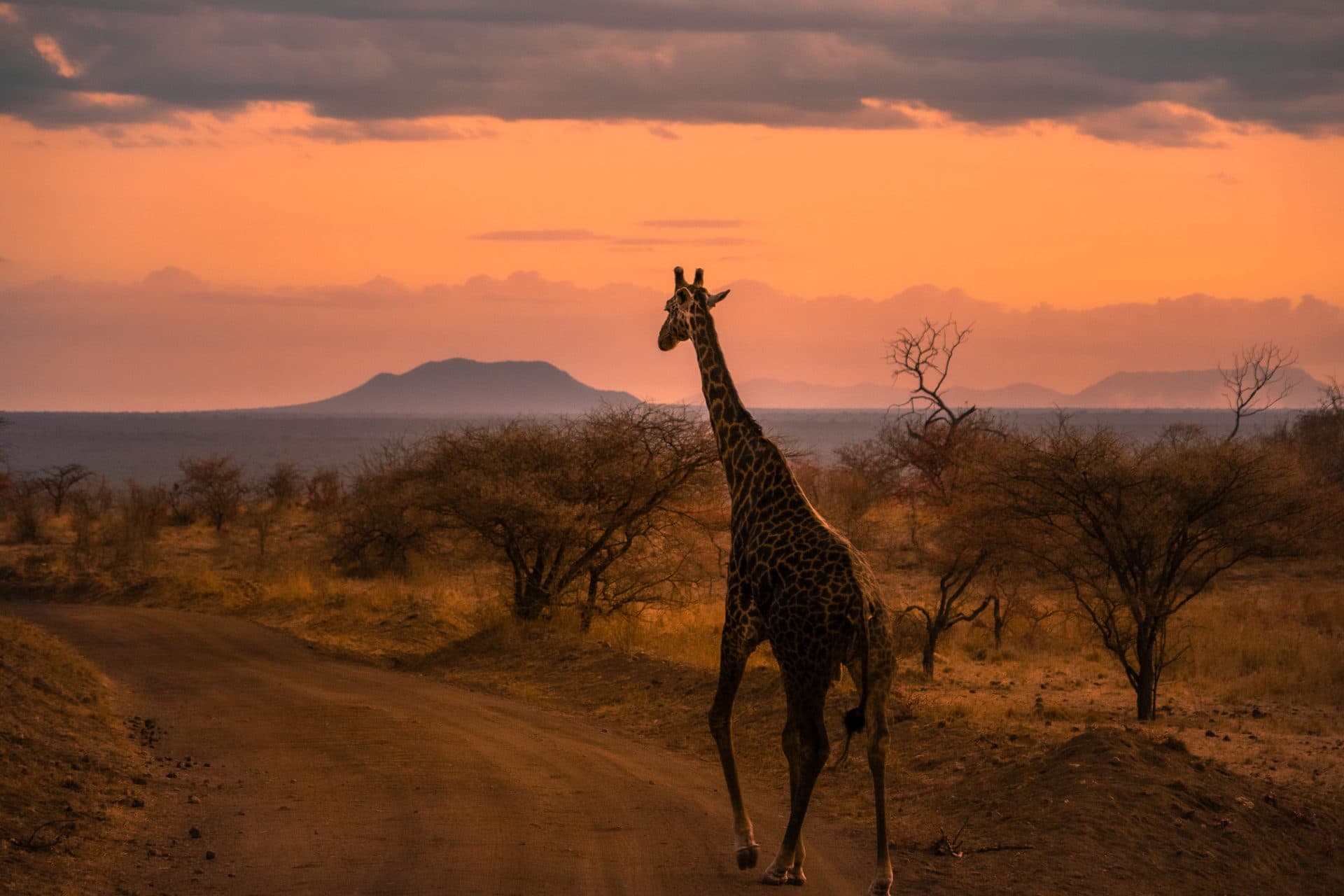 Gofan Safaris team planning travel experiences