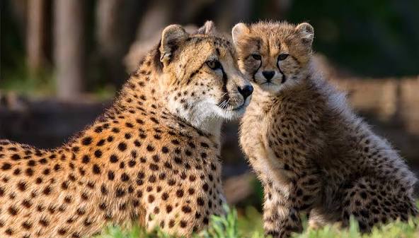 5 Days Duma Safari with Gofan Safaris