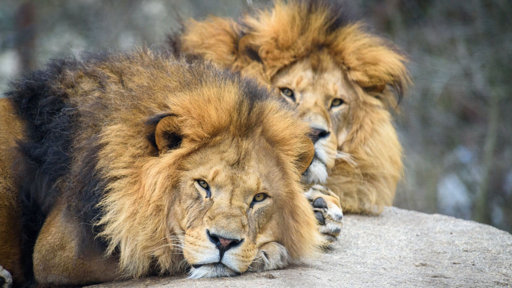 5 Days Leo Safari with Gofan Safaris