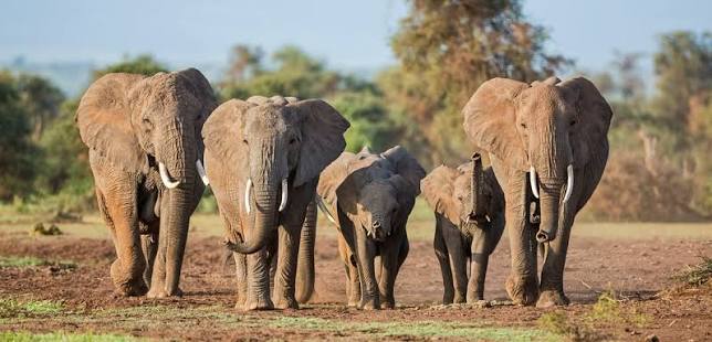 6 Days Ndovu Safari with Gofan Safaris